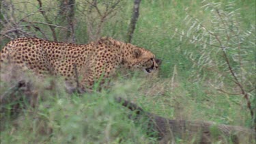 cheetah searching for prey