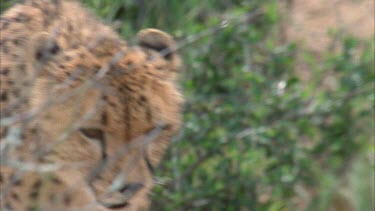 cheetah's head as it walks through grass.