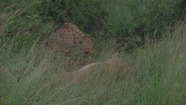 cheetah with live prey, impala antelope in long grass. cheetah eating bloodied head