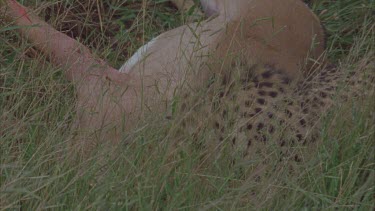 cheetah with live prey, impala antelope in long grass. Impala going through death throes