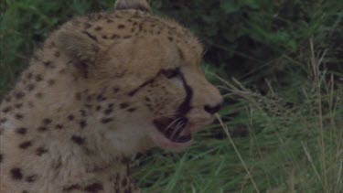 cheetah with live prey looking around impala antelope in long grass. cheetah bloodied head