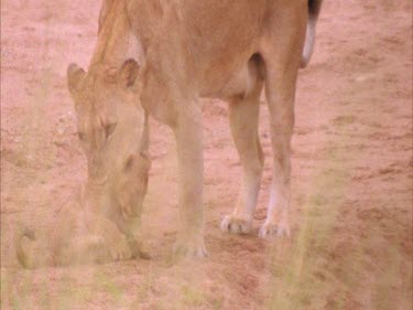 lioness picks up by neck carries her away playing around her hind legs joins other lioness and depart