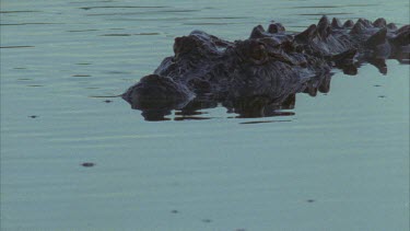 Croc floats in river partly submerged then sinks under with barely a ripple