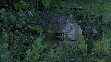 basking on bank