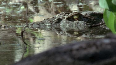 concealed in water eye showing then moves quickly startled