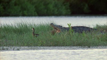 croc resting on bank mouth open with whistle ducks close by. White egret moves into frame
