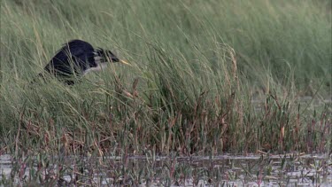 pied heron feeding among reeds