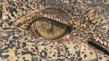 eyes then croc submerges.