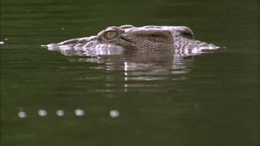 Side view of croc half submerged in mangrove swamp then submerges