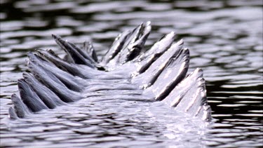 croc tail with scoots above then submerges