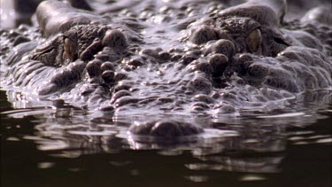 head shot of croc facing camera, then submerges