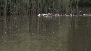 croc swimming left to right in reeds in background