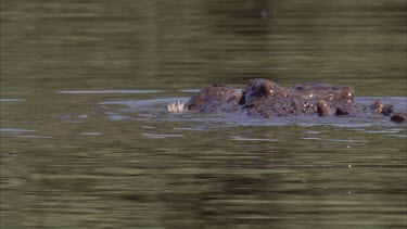 croc swimming with egret in its mouth. Chomping, gulping