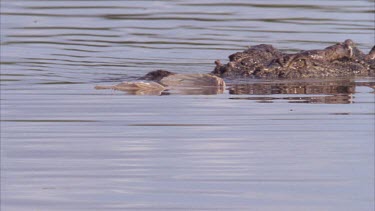 croc grabs bird from water surface and submerges