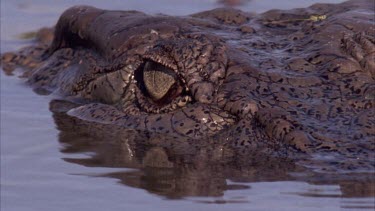 croc eye blinks nictating membrane then submerge