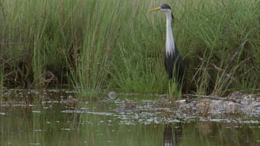 Heron stalking prey in water nice reflection