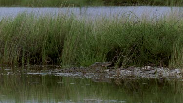 croc at waters edge chewing prey in mouth