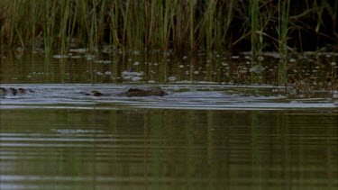 croc at waters edge chewing prey in mouth