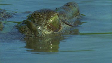 crocs eye, third eyelid passes over eye