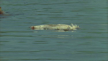 croc attacks bird carcass on surface splashing, then submerges. bubbles on surface