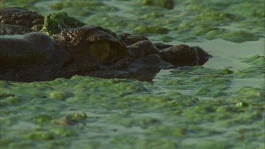 crocs eye, half submerged in algae. Croc submerges in slime