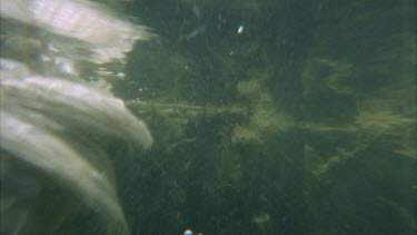 Underwater shots of croc swimming with dead egret in mouth