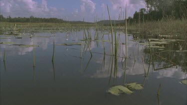 cruising through lilies and reeds at surface level