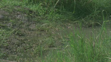 Croc retreating back into water