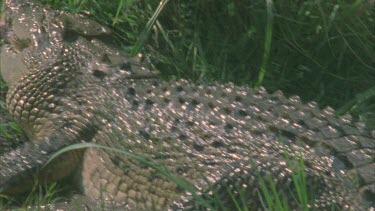 croc at waters edge with prey in mouth