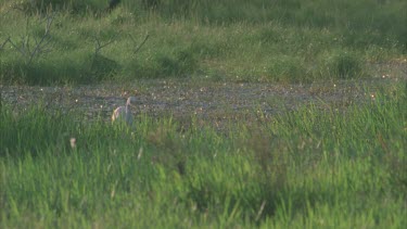 egret walking through marsh