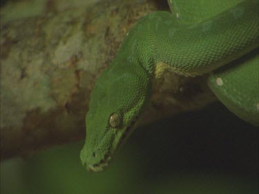 Tree Snake holding onto Branch