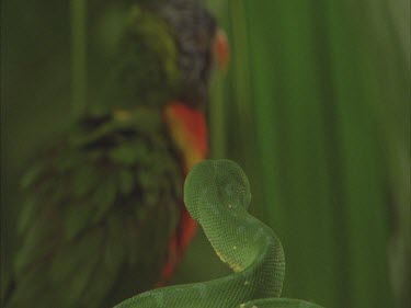 Green tree python in striking position on branch with lorikeet in background
