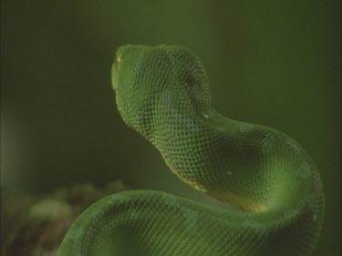 Green tree python in striking position on branch. View from behind