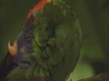 lorikeet preening feathers