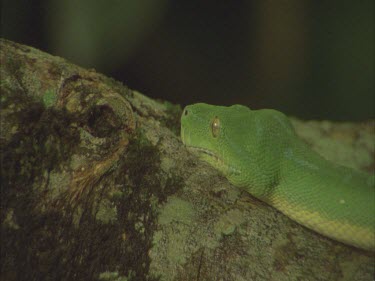 Green tree python slithering up branch
