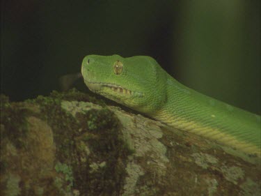 Green tree python slithering up branch