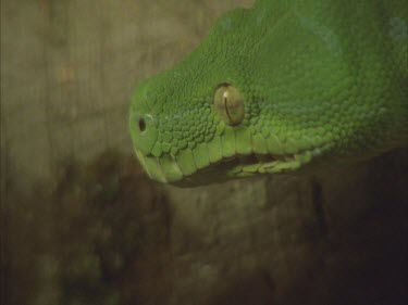 Python moves along branch.