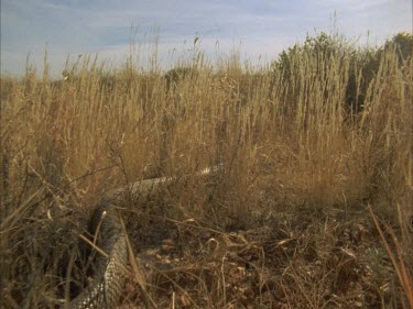 following Taipan slithering through long grass and over small stones