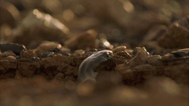 juvenile Taipan exiting hole in ground, gibber stones. various takes
