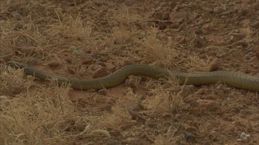 inland Taipan moving right to left over gibber plain with tussock grass, goes down hole. Various takes.