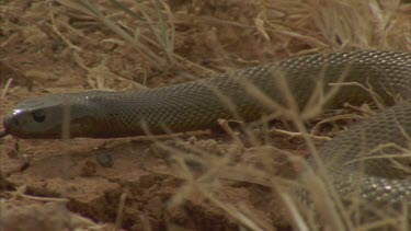 inland Taipan moving towards camera, through tussock, investigates burrow