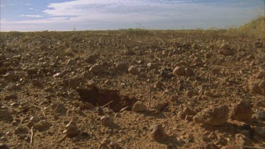 inland Taipan leaves . Crack in clay burrow from gibber plain with tussock grass
