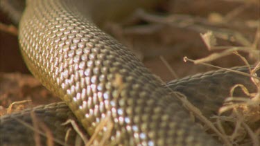 inland Taipan scales as Taipan moves past camera.
