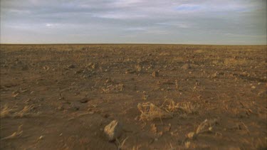 POV of inland Taipan as it moves over gibber plain. Cracking clay tracking hand held