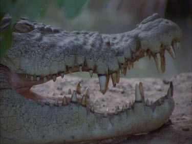 croc basking with open mouth