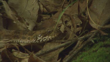 death adder slithering through leaf litter, flicking tongue