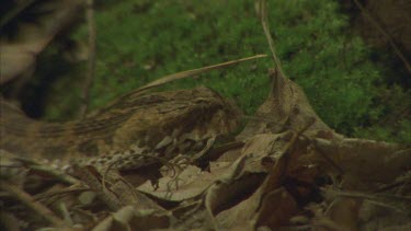 death adder slithering through leaf litter, flicking tongue