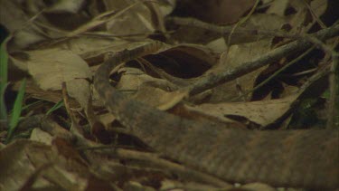tail as death adder slithers through leaf litter