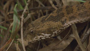 death adder slithering through leaf litter towards camera. The snake disappears beneath some leaves.
