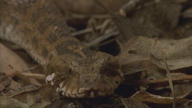 snake yawning, realigning jaw and flicking tongue